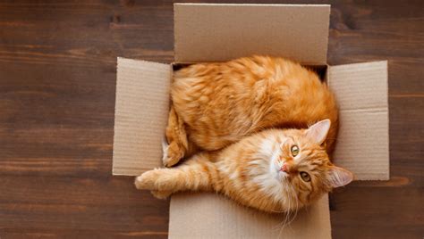 Can You Push a Car in Neutral? And Why Do Cats Love Cardboard Boxes?