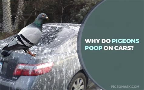 Do I Need a Car in Chicago? And Why Do Pigeons Always Know Where to Find Breadcrumbs?